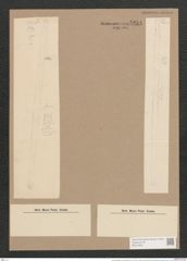 Synedra laevigata var. obtusiuscula Grun. (de-Toni-Nr.: Genus 66, Species 2587) Zeichnungen Sammlung Grunow Nr. 5254 (NHMW-BOT-W0373632)